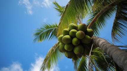 品味椰香，健康相伴——椰子食品消費(fèi)提示